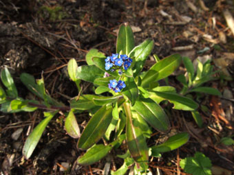 Myosotis maritima P4086919 Myosotis maritima P4086919