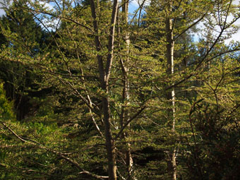 Nothofagus antarctica P4128295 Nothofagus antarctica P4128295