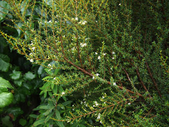 Olearia solandri P9072609 Olearia solandri P9072609