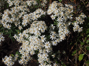 Olearia × scilloniensis P4299090 Olearia × scilloniensis P4299090