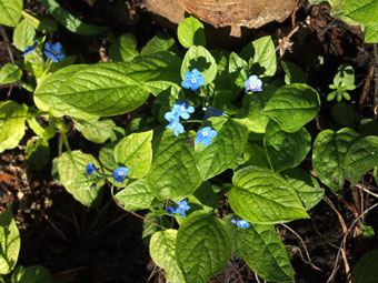 Omphalodes cappadocica P3116503 Omphalodes cappadocica P3116503