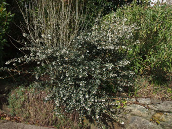 Osmanthus delavayi P1018119 Osmanthus delavayi P1018119