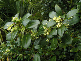 Picconia azorica P1010535 Picconia azorica P1010535