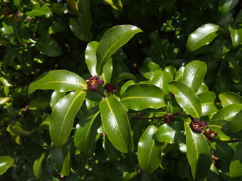 Pittosporum tenuifolium P4078111 Pittosporum tenuifolium P4078111