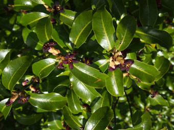 Pittosporum tenuifolium P4098233 Pittosporum tenuifolium P4098233