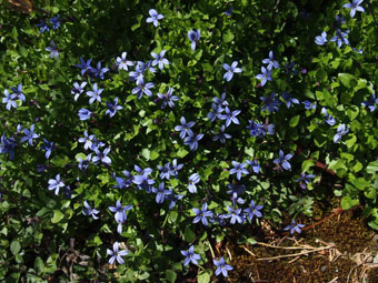 Pratia pedunculata 'County Park'