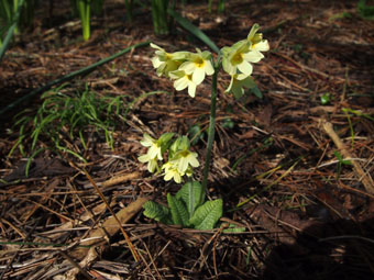 Primula veris P3126549 Primula veris P3126549