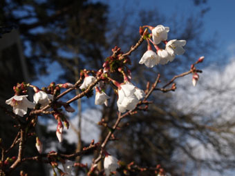 Prunus incisa 'Kojo-no-mai' P3056412