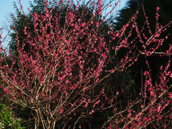 Prunus mume P2116130 Prunus mume P2116130