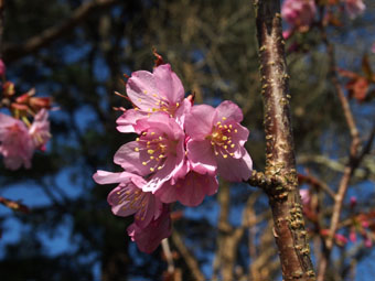 Prunus sargentii P3266754 Prunus sargentii P3266754