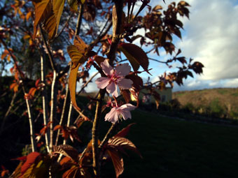 Prunus sargentii P4279042 Prunus sargentii P4279042