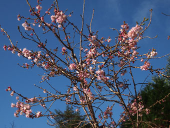 Prunus × subhirtella 'Autumnalis Rosea' P3116496
