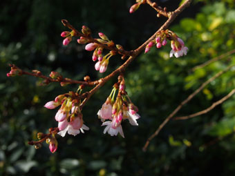 Prunus × subhirtella 'Autumnalis Rosea' PC174377 Prunus × subhirtella 'Autumnalis Rosea' PC174377
