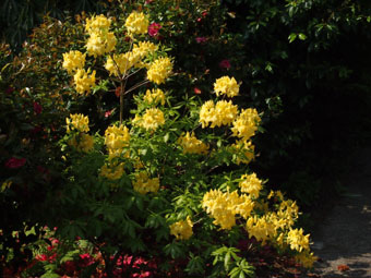 Rhododendron 'Anneke' P5309786