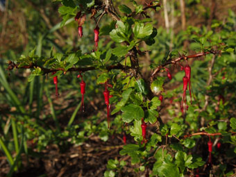 Ribes speciosum P4309187 Ribes speciosum P4309187