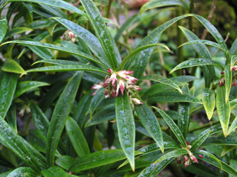 Sarcococca orientalis P1272867 Sarcococca orientalis P1272867