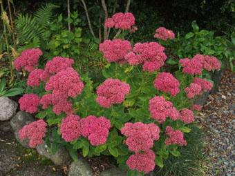 Sedum telephium 'Herbstfreude' P9202974 Sedum telephium 'Herbstfreude' P9202974