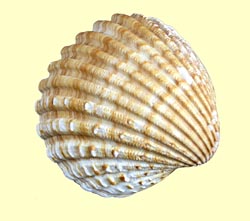 Shell