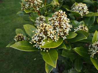 Skimmia japonica P1018138 Skimmia japonica P1018138