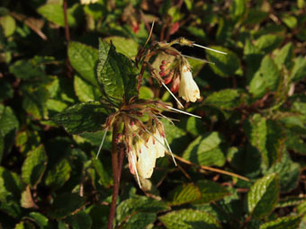 Symphytum grandiflorum P4309157 Symphytum grandiflorum P4309157