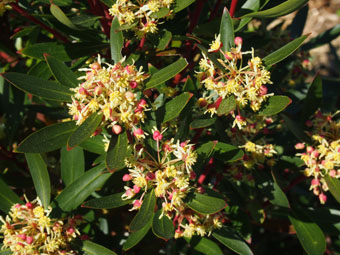 Tasmannia lanceolata P1019369 Tasmannia lanceolata P1019369