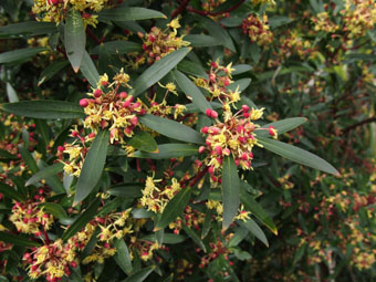 Tasmannia lanceolata P4078028 Tasmannia lanceolata P4078028