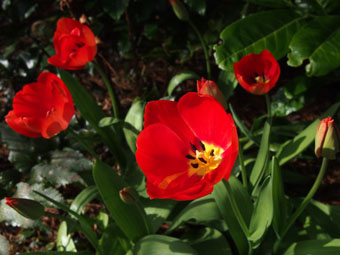 Tulipa P3136645 Tulipa P3136645