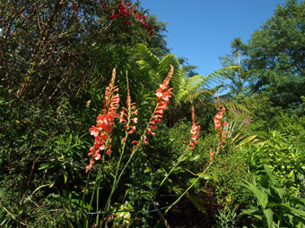 Watsonia 'Royal Salmon'
