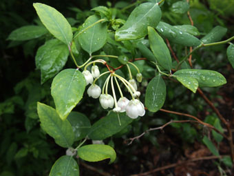 Zenobia pulverulenta 'Blue Sky'